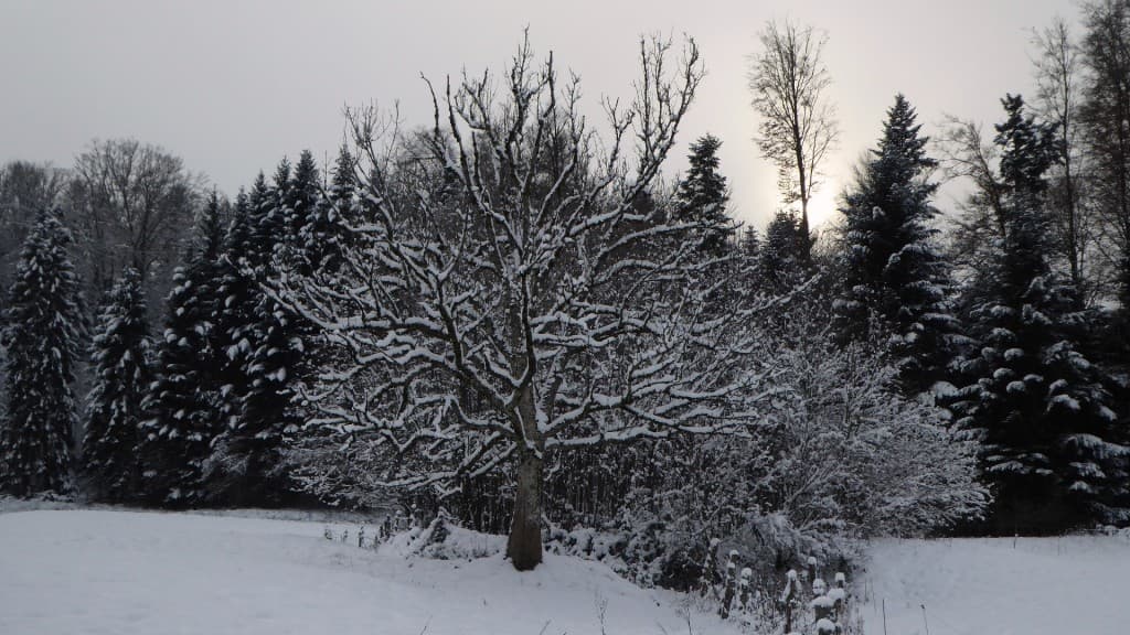 Sapins et arbre enneigés