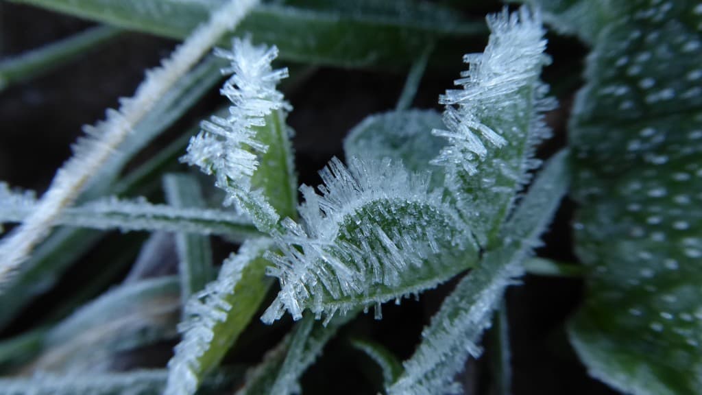 Une belle gelée ce matin