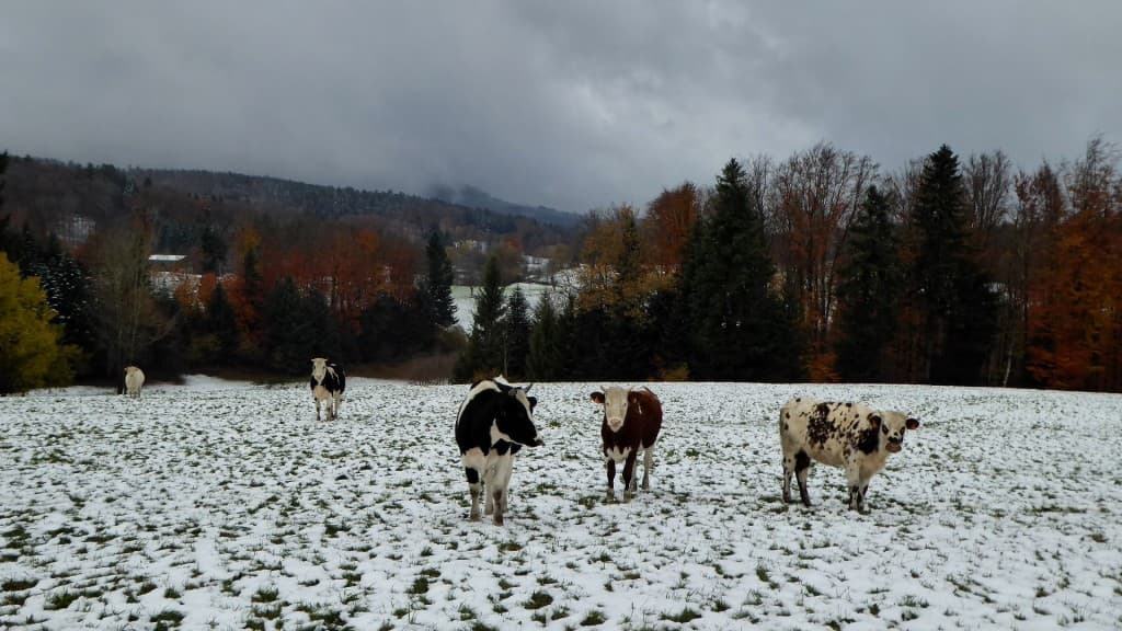 Vaches dans la neige ce matin