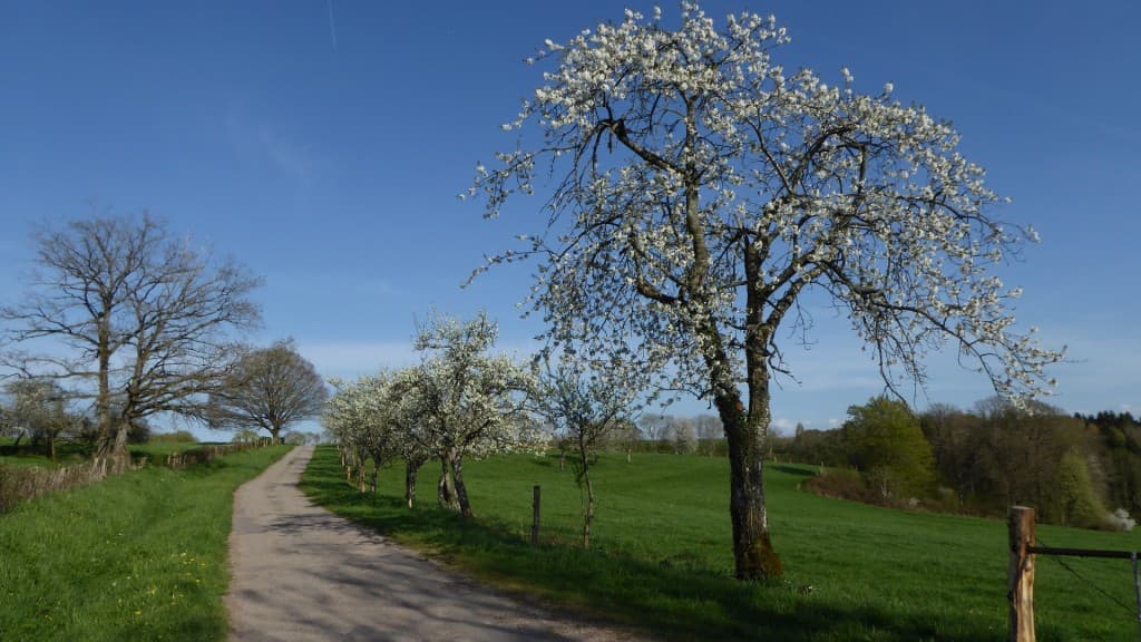 Cerisier et mirabelliers en fleurs