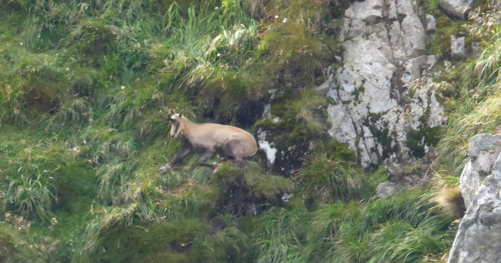 Le repos du chamois
