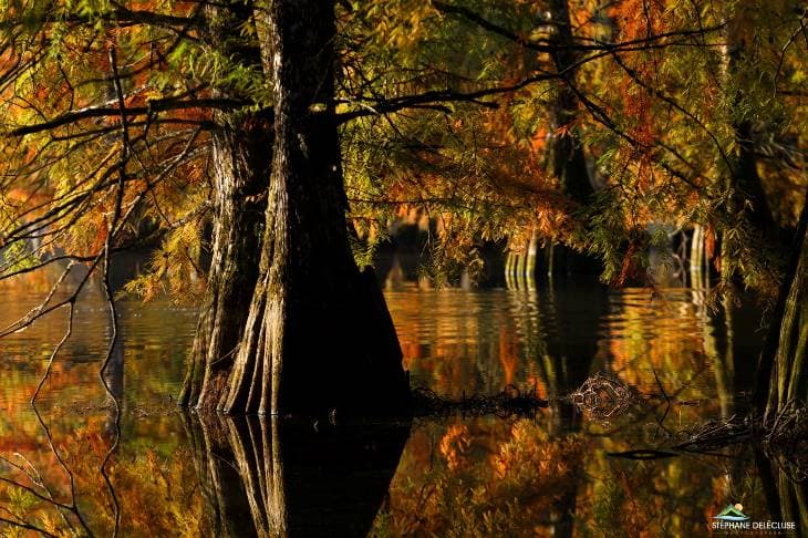 Image d'illustration pour Les dernières couleurs d'automne avant les paysages d'hiver
