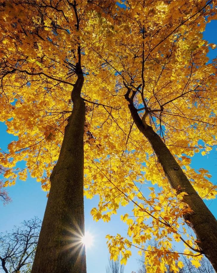 Image d'illustration pour Les dernières couleurs d'automne avant les paysages d'hiver